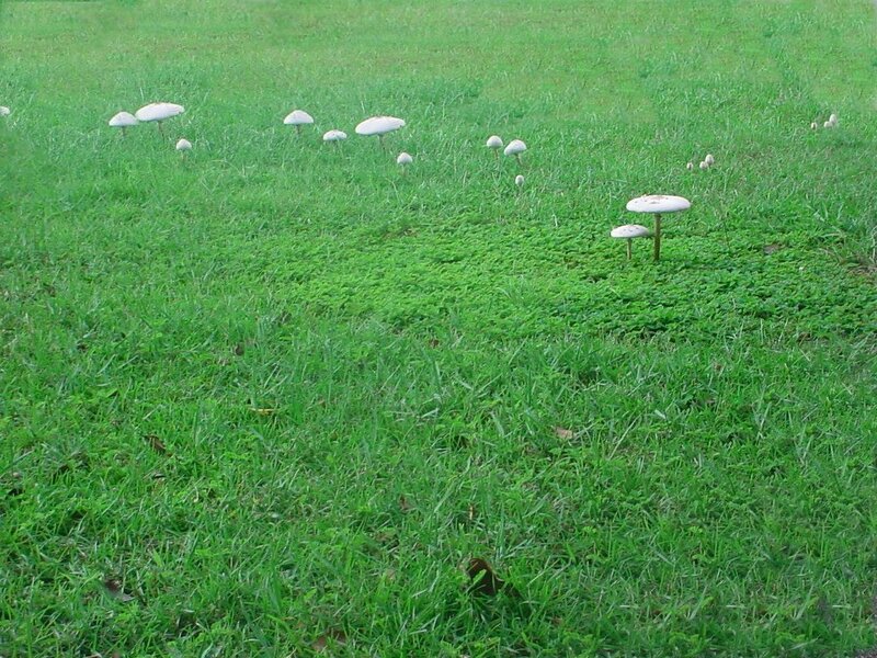 Mushrooms in Grass — Green, Calm