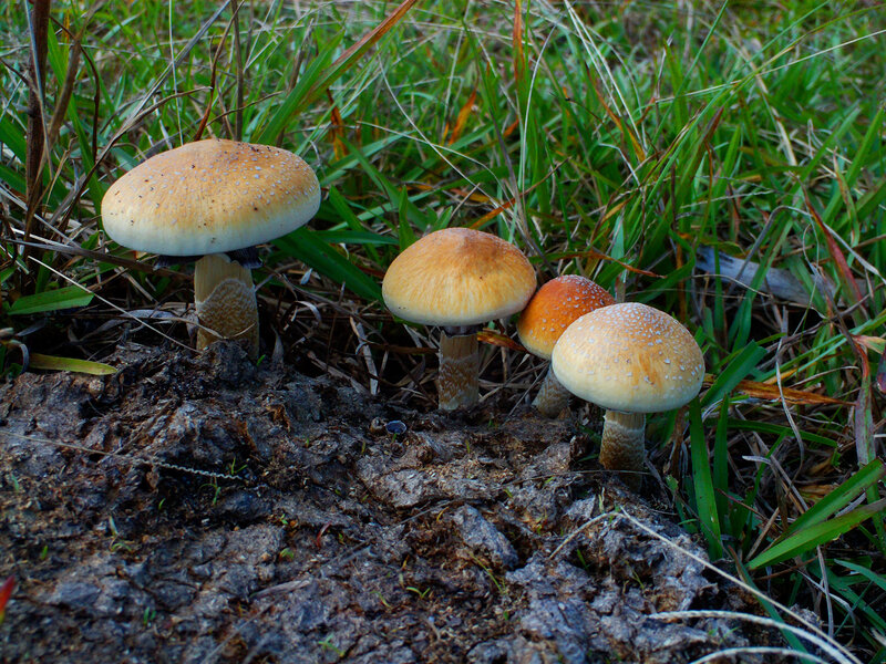 Mushrooms in Grass — Green, Natural, Afternoon, Photograph, Soil