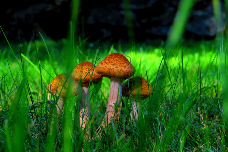 Mushrooms in Grass — Green, Natural, Afternoon