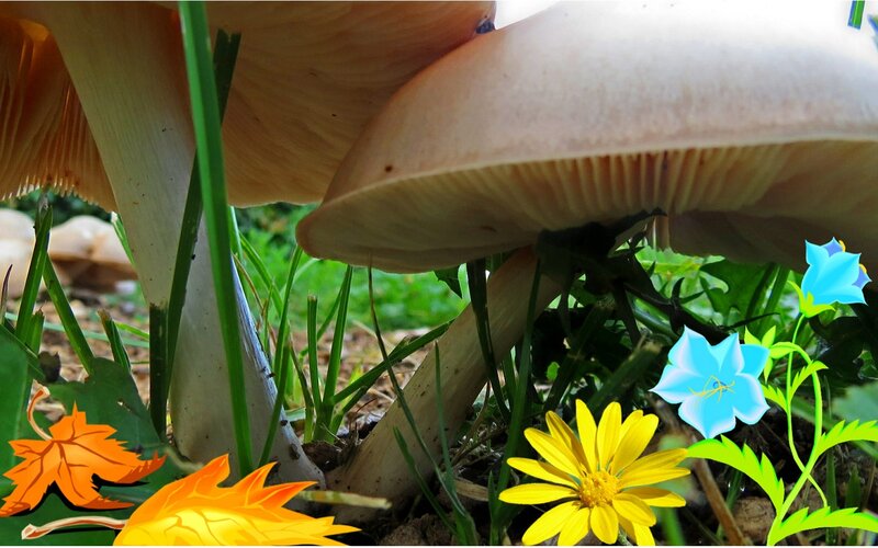 Mushrooms in Grass — Green, Natural, Autumn