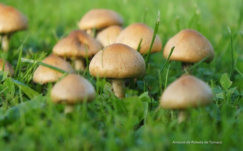 Mushrooms in Grass — Green, Natural, Morning
