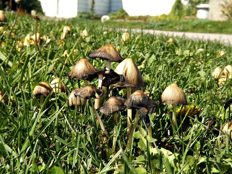 Mushrooms in Grass — Green, Natural