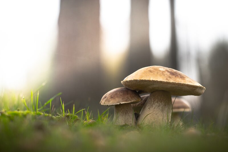 Mushrooms in Grass — Green, Serene, Morning, Photograph, Trees