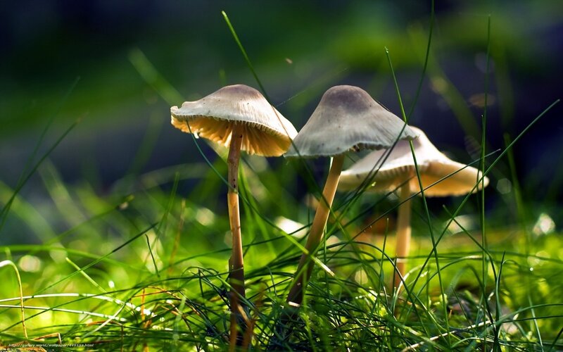Mushrooms in Grass — Green, Serene