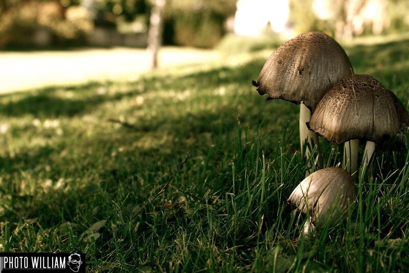 Mushrooms in Grass — Green