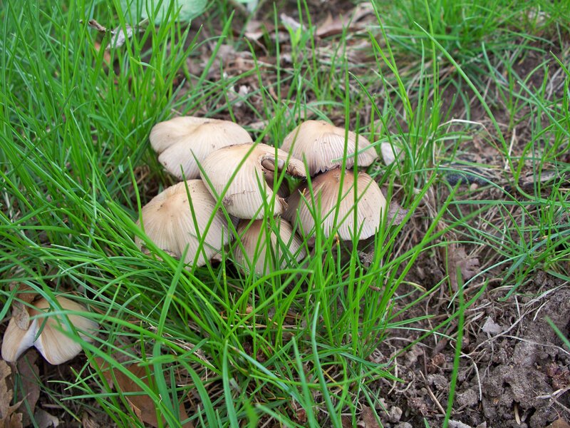 mushrooms in grass patch