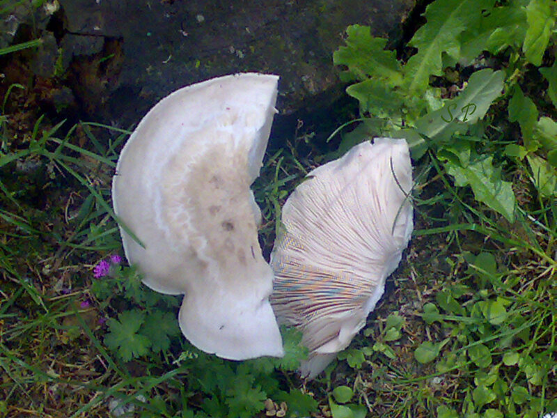 mushrooms in grass