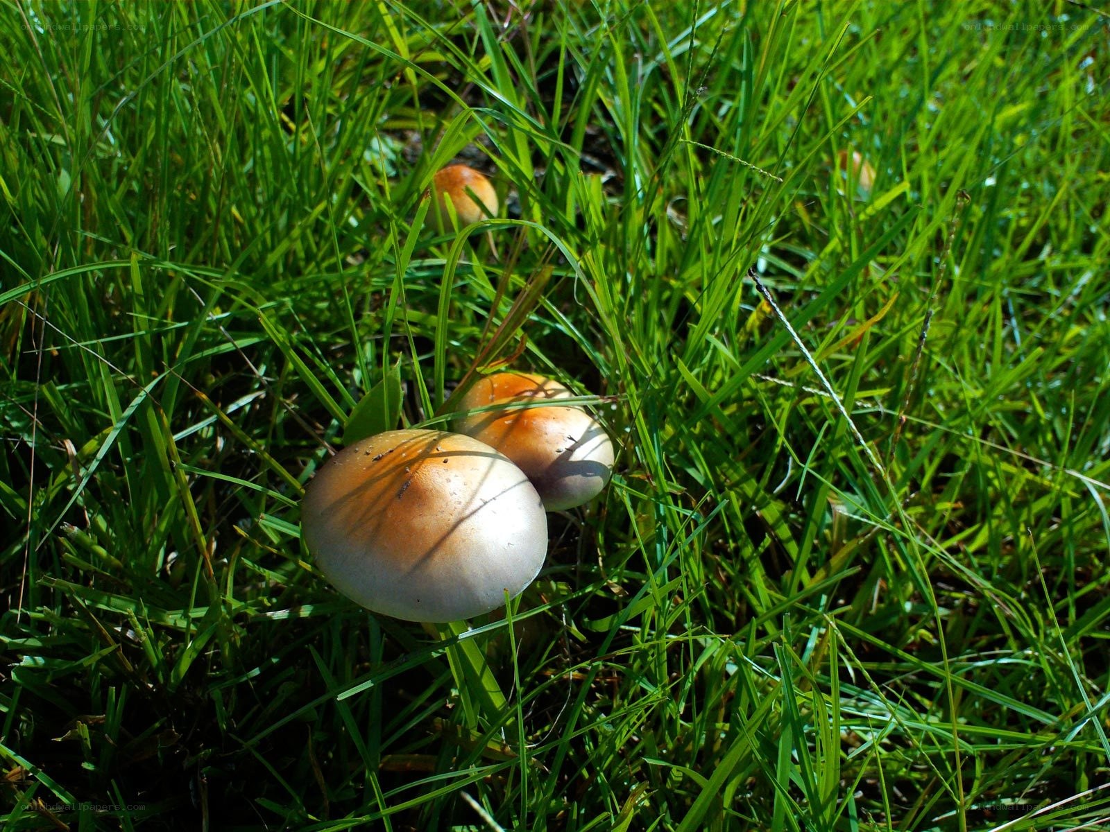 Mushrooms in green grass