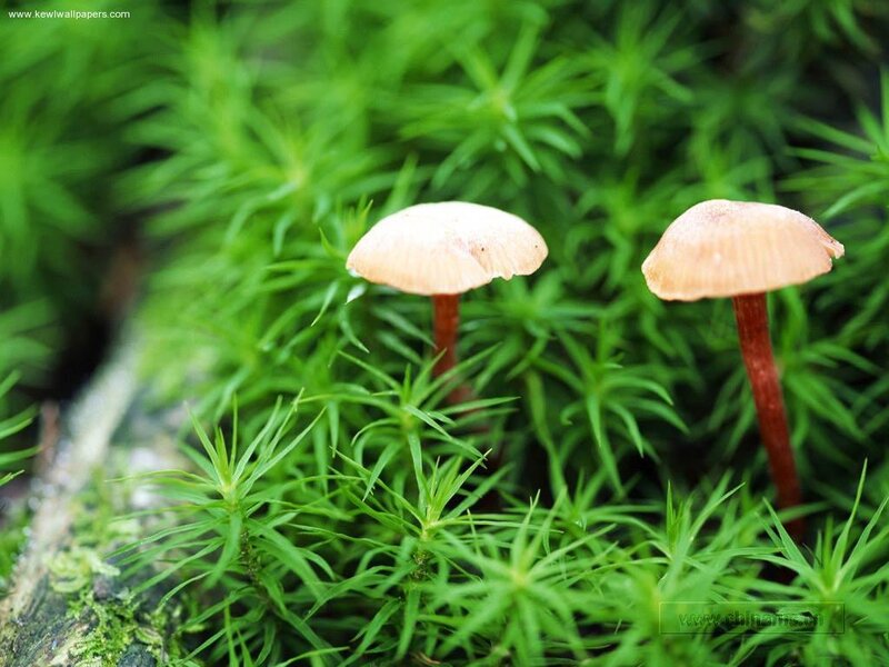 Mushrooms in green moss