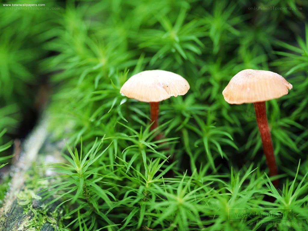 Mushrooms in green moss