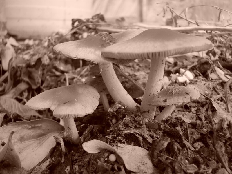 mushrooms in leaf litter