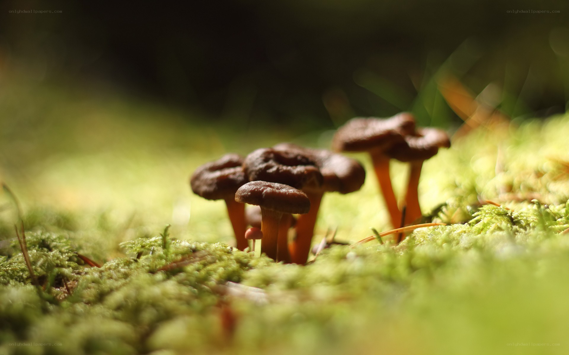 mushrooms in moss