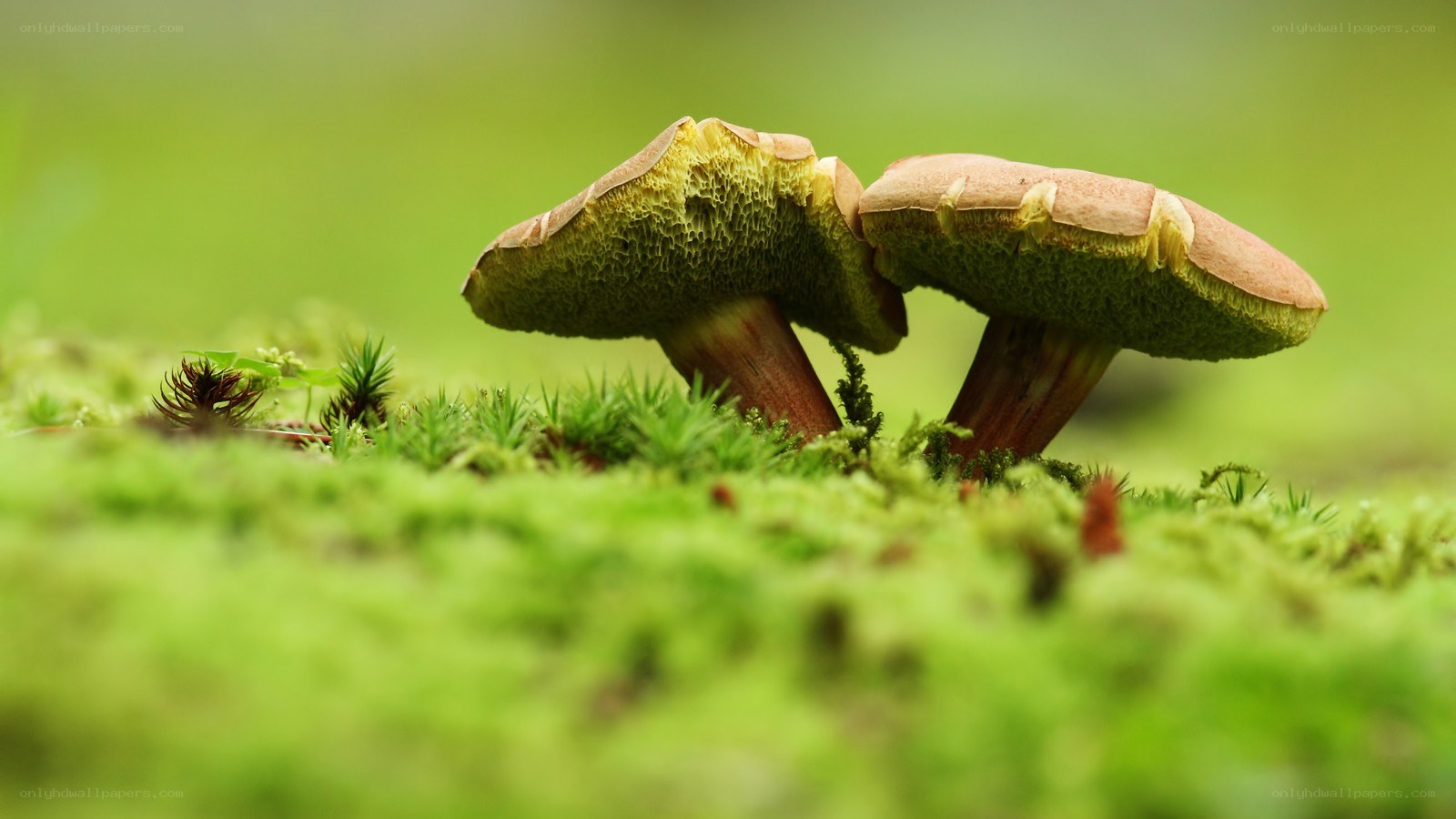 Mushrooms in moss