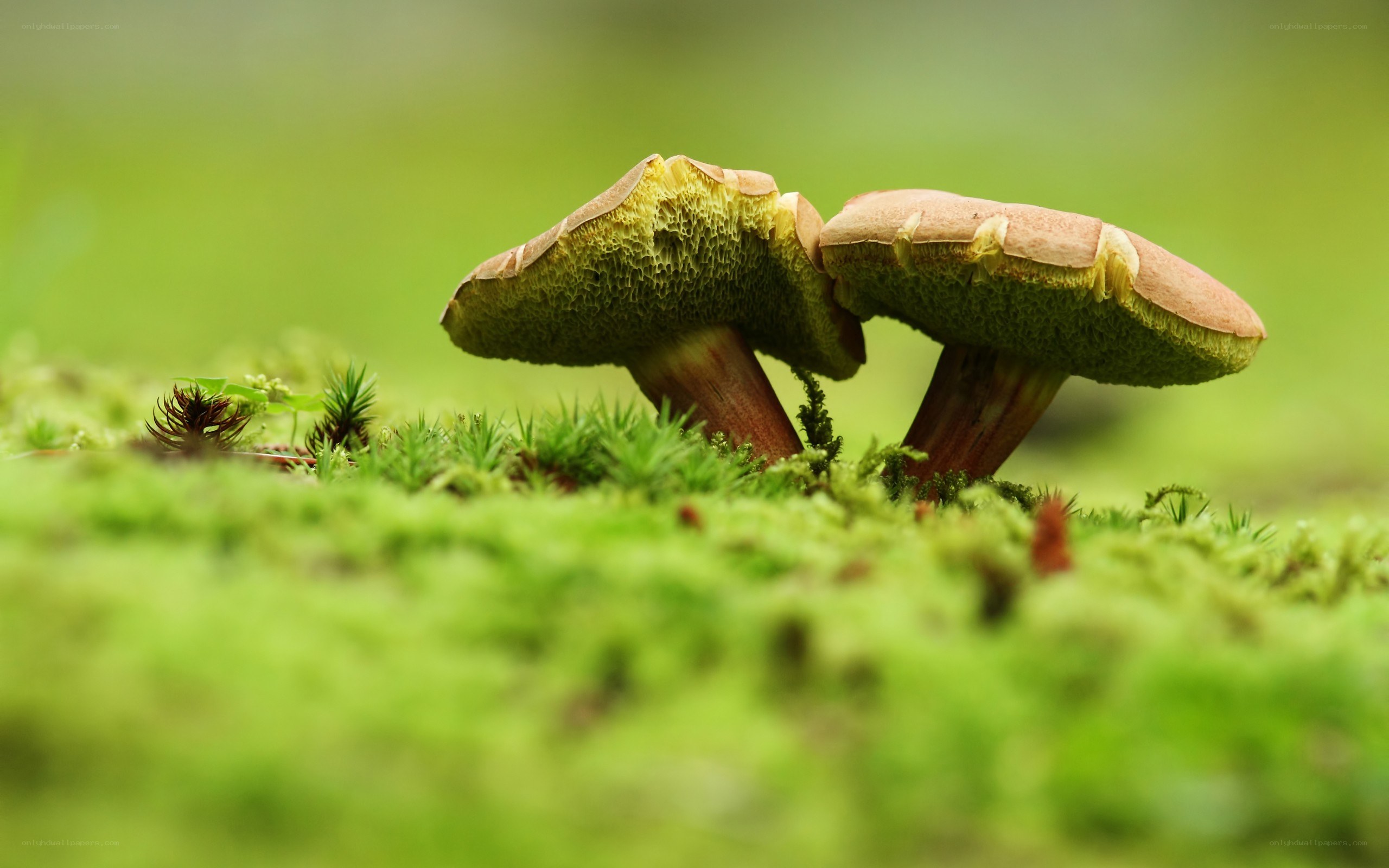 mushrooms in moss