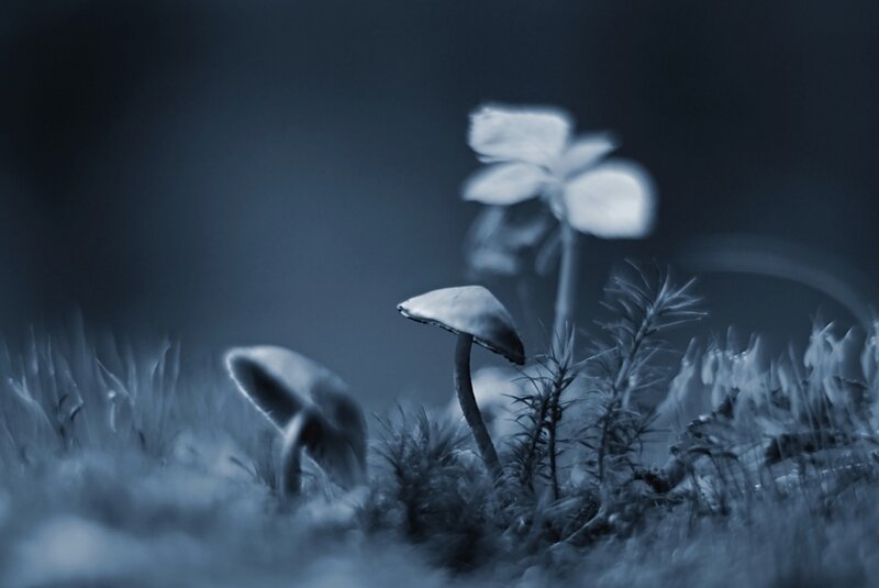 Mushrooms in Moss — Blue
