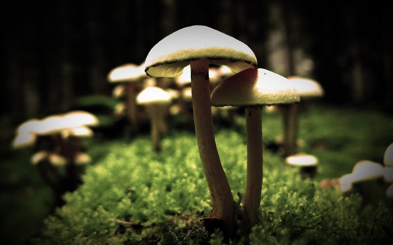 Mushrooms in Moss — Green, Dramatic