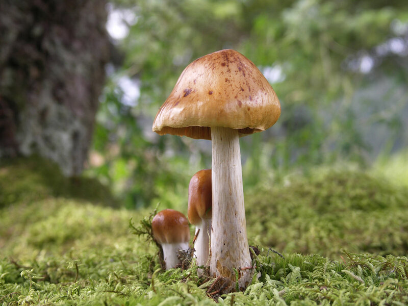 Mushrooms in Moss — Green, Serene