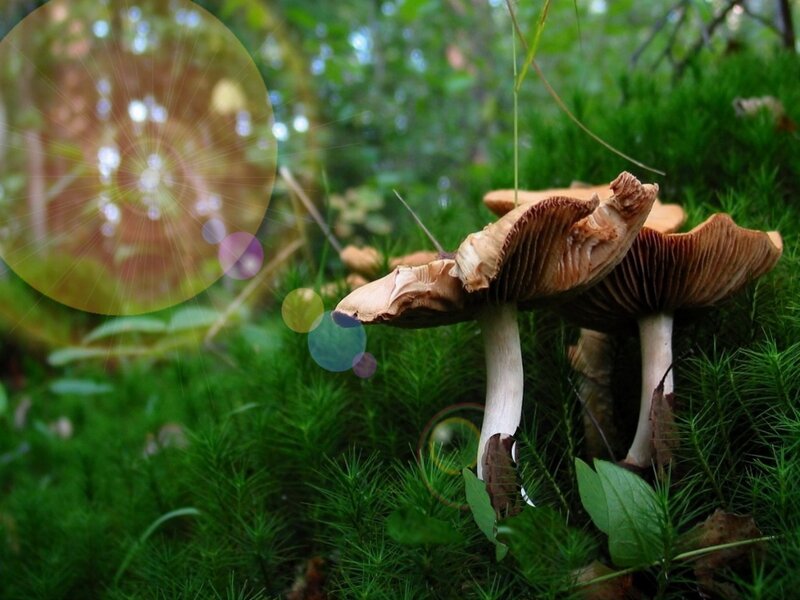 Mushrooms in Moss — Green