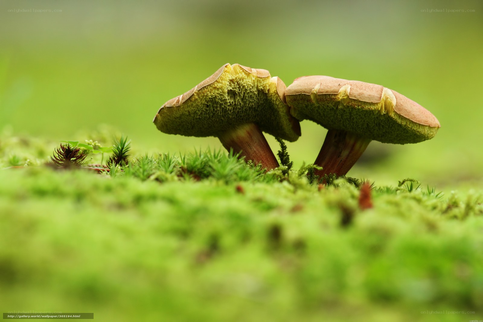 mushrooms in moss