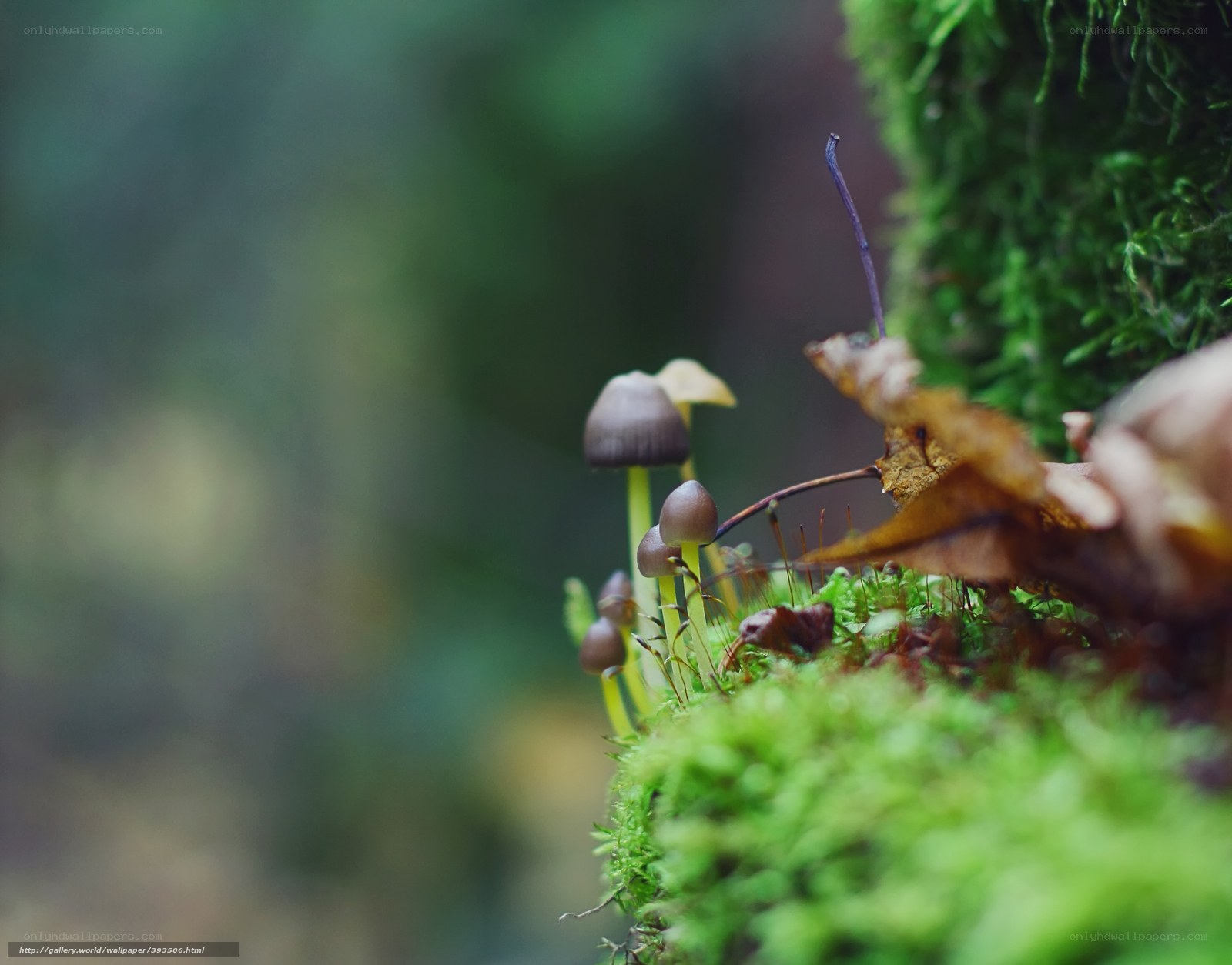 Mushrooms in mossy forest