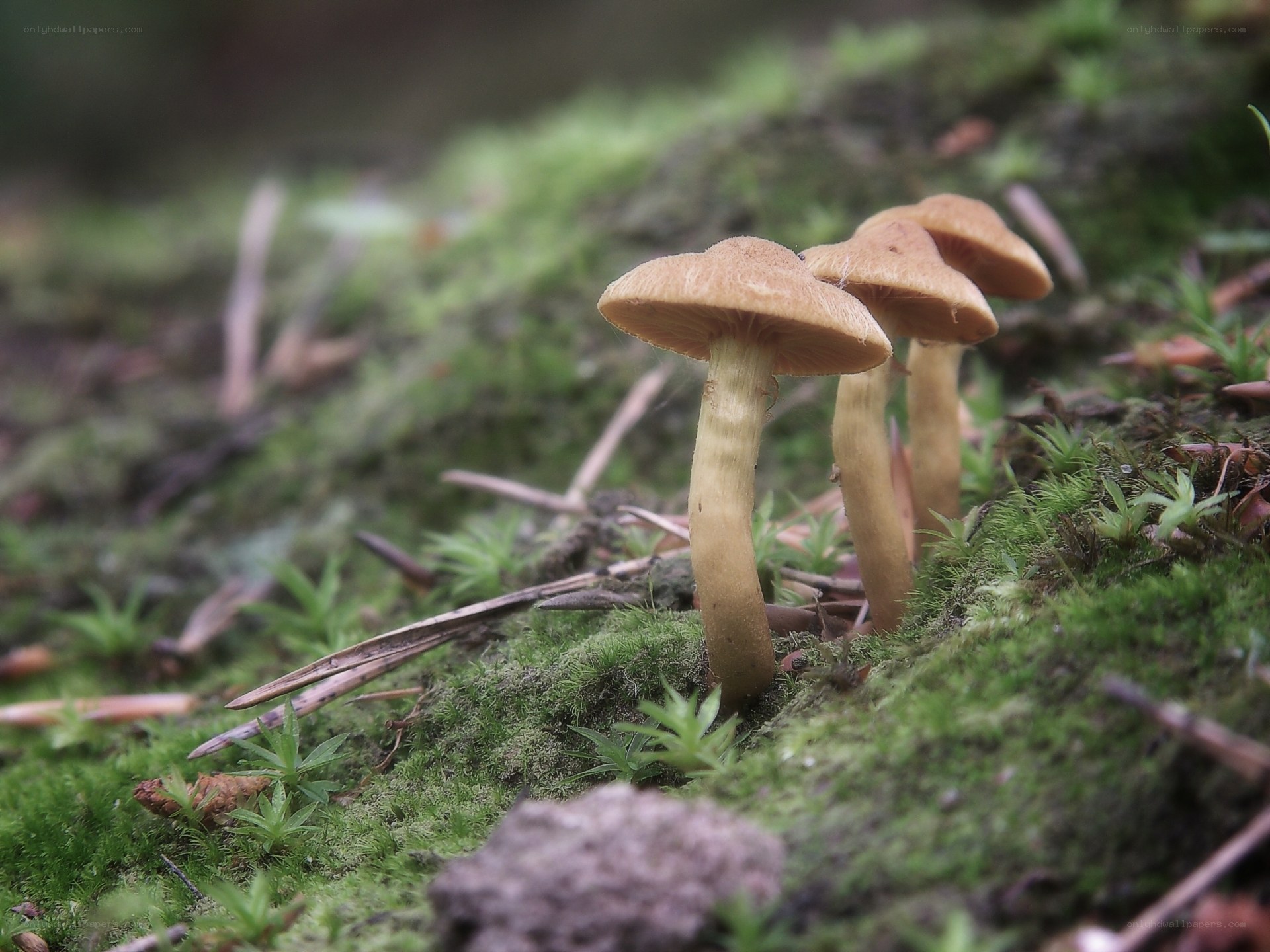 Mushrooms in mossy forest