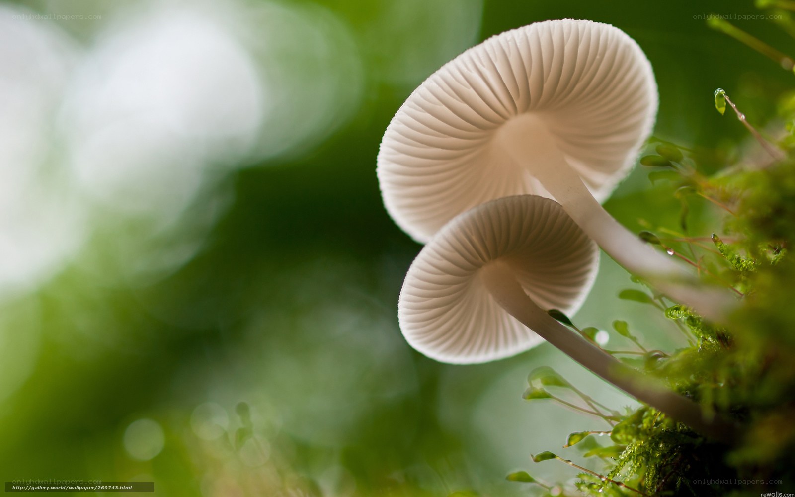 Mushrooms in mossy forest