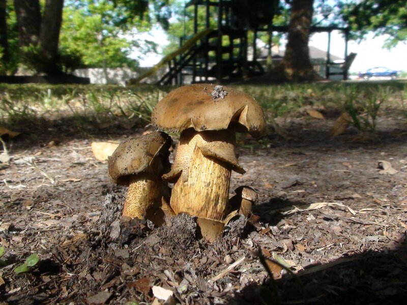 Mushrooms in Mulch — Brown