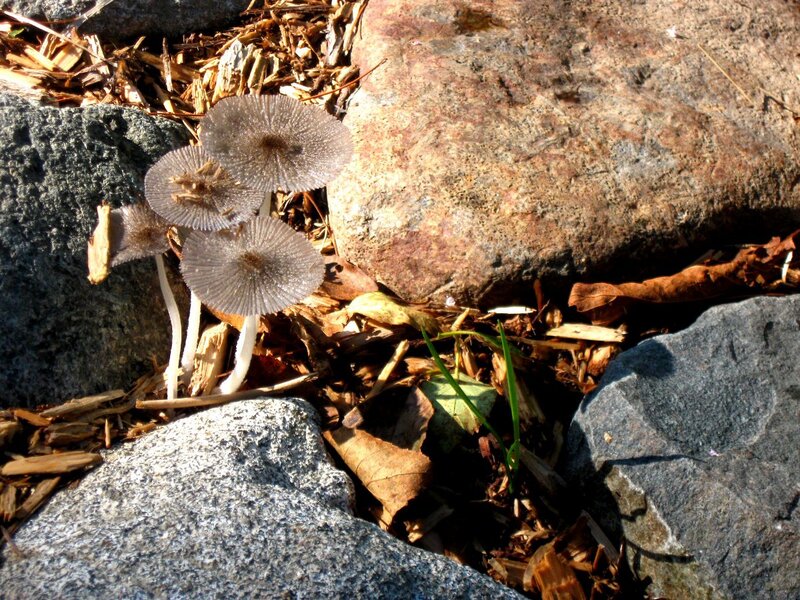 Mushrooms in Mulch
