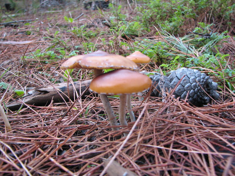 Mushrooms in pine forest