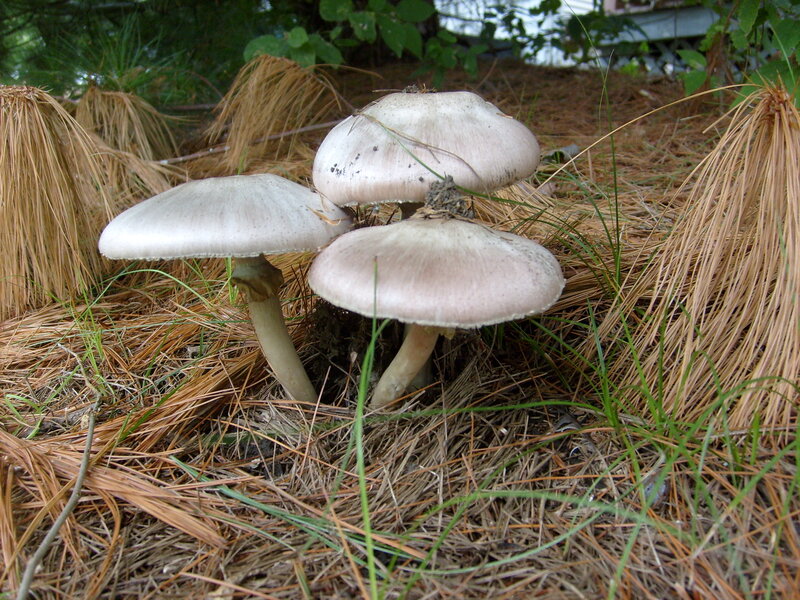 mushrooms in pine needles