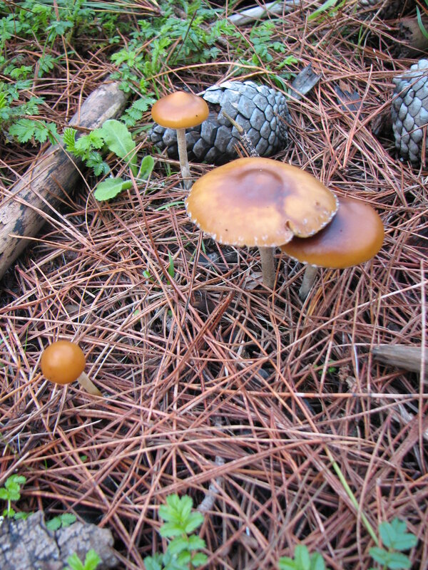 Mushrooms in pine needles