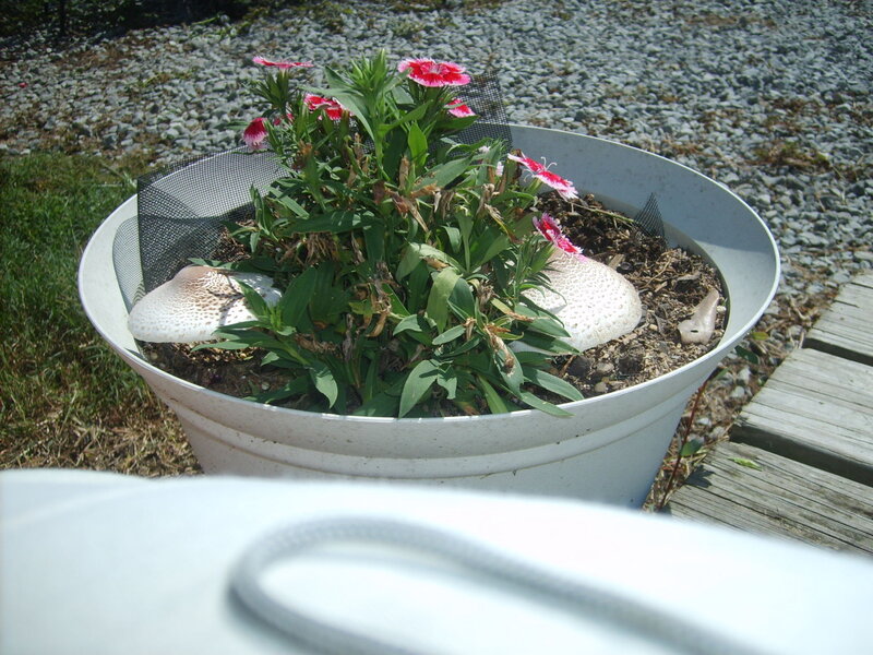 Mushrooms in Planter