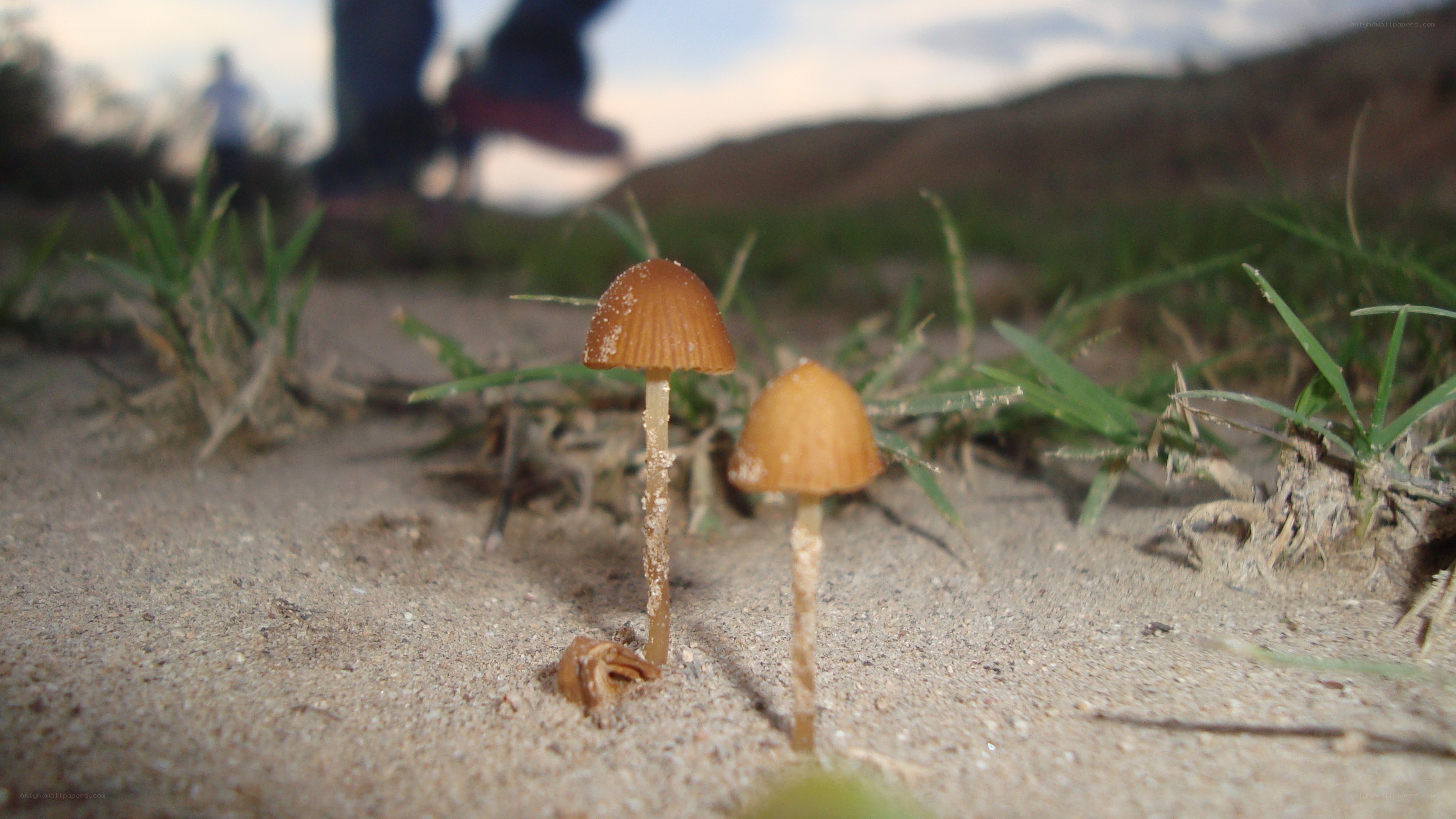 Mushrooms in sandy soil