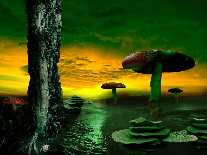 Mushrooms in Swamp