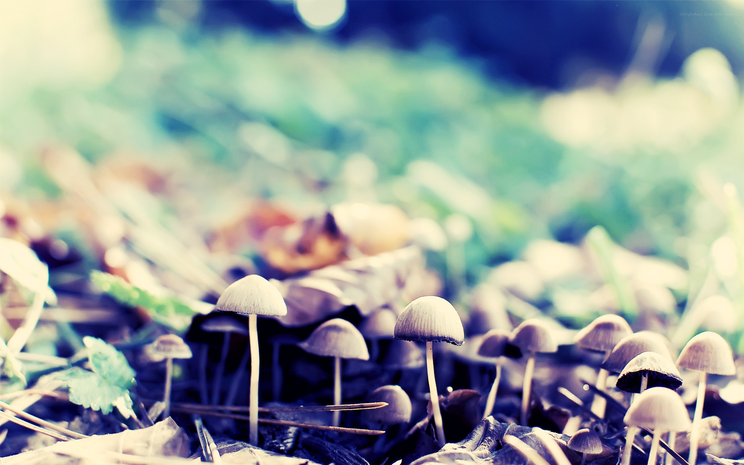 Mushrooms in the forest
