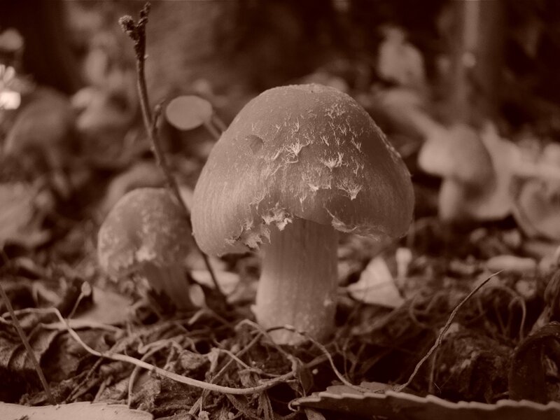 mushrooms in the forest
