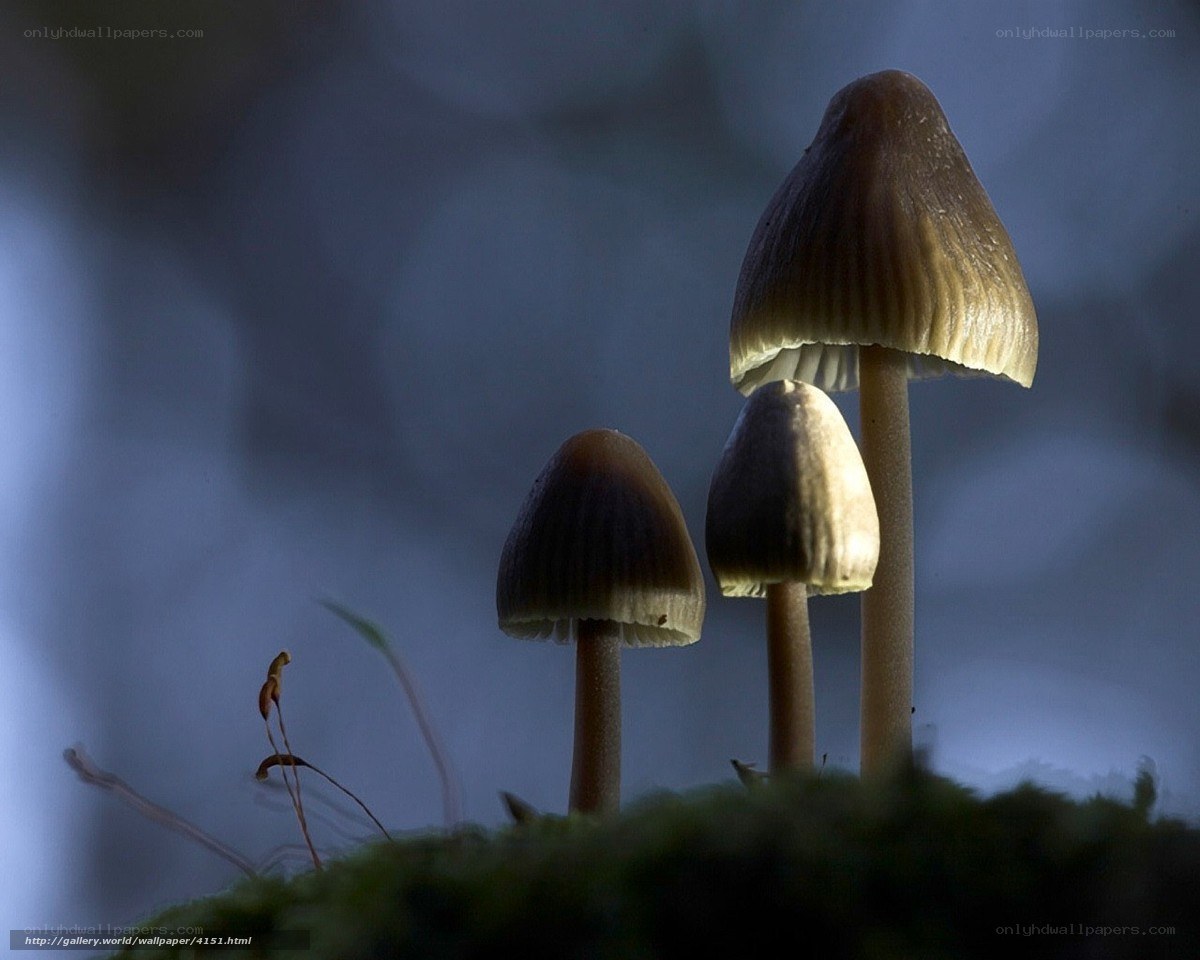 Mushrooms in the forest