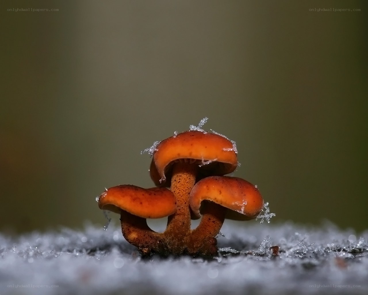 Mushrooms in the frost