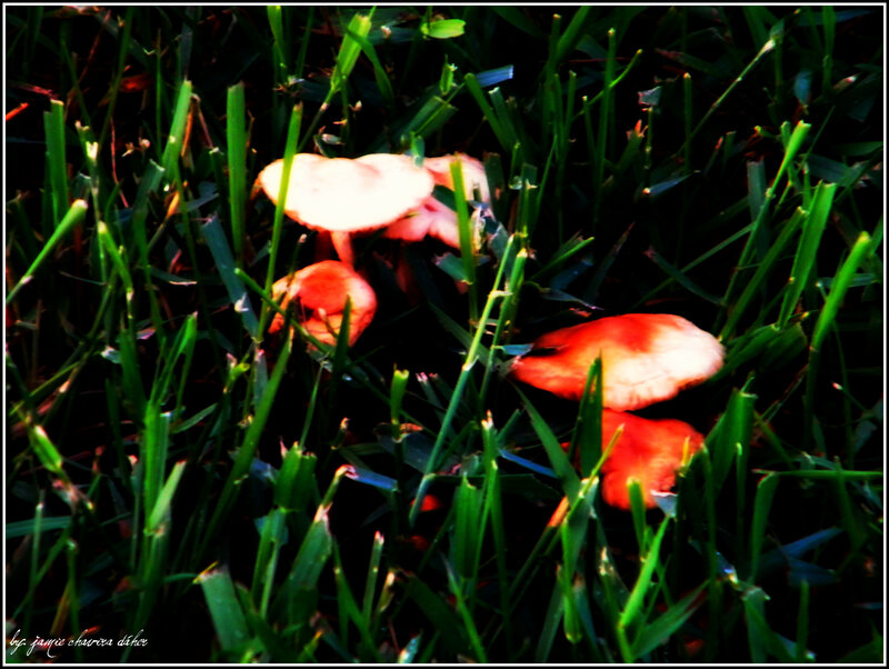 Mushrooms in the grass