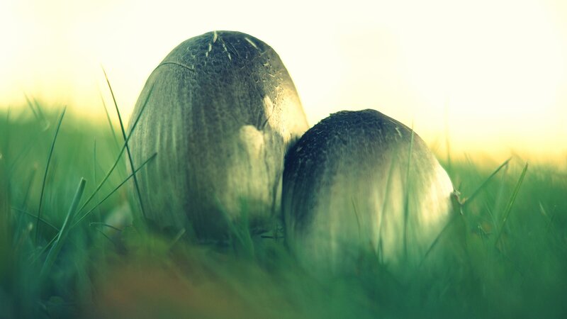 Mushrooms in the grass at sunrise