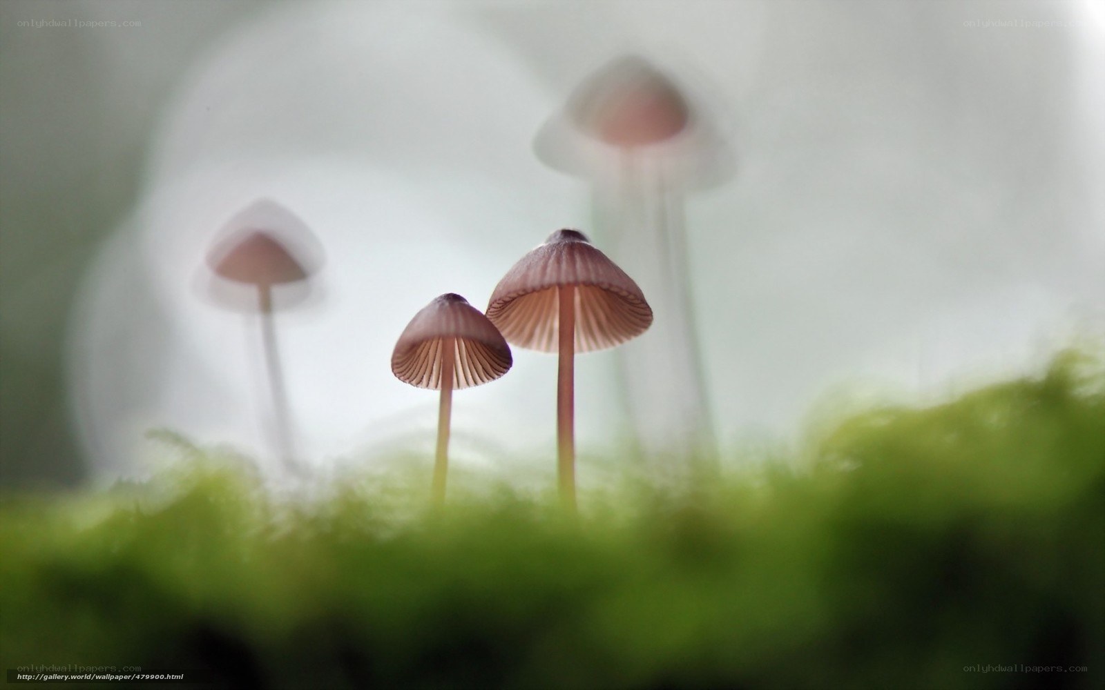 Mushrooms in the moss