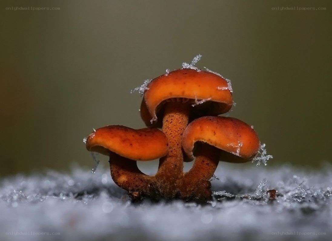 Mushrooms in the snow