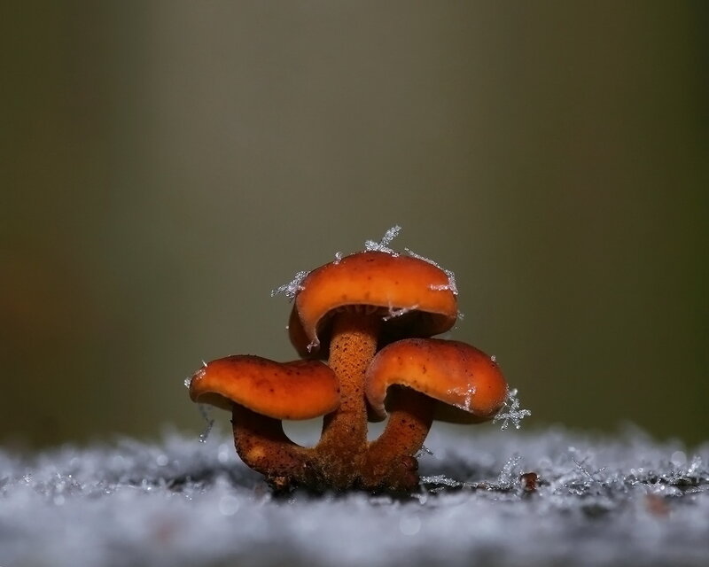 Mushrooms in the snow