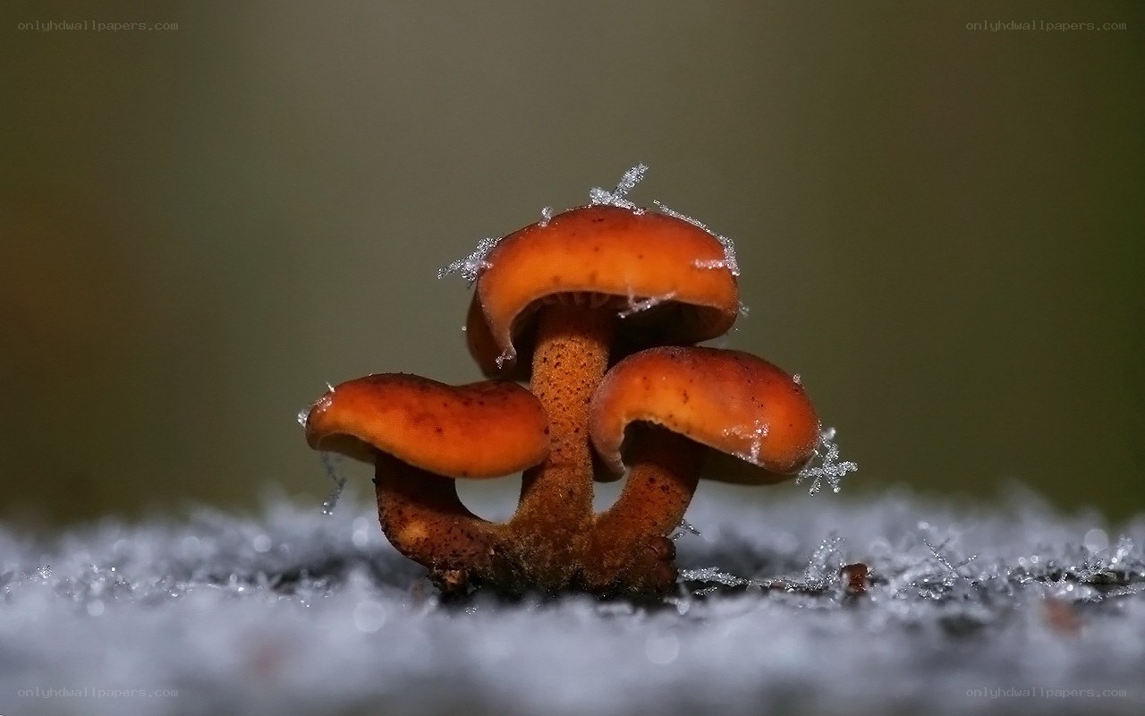 Mushrooms in the snow