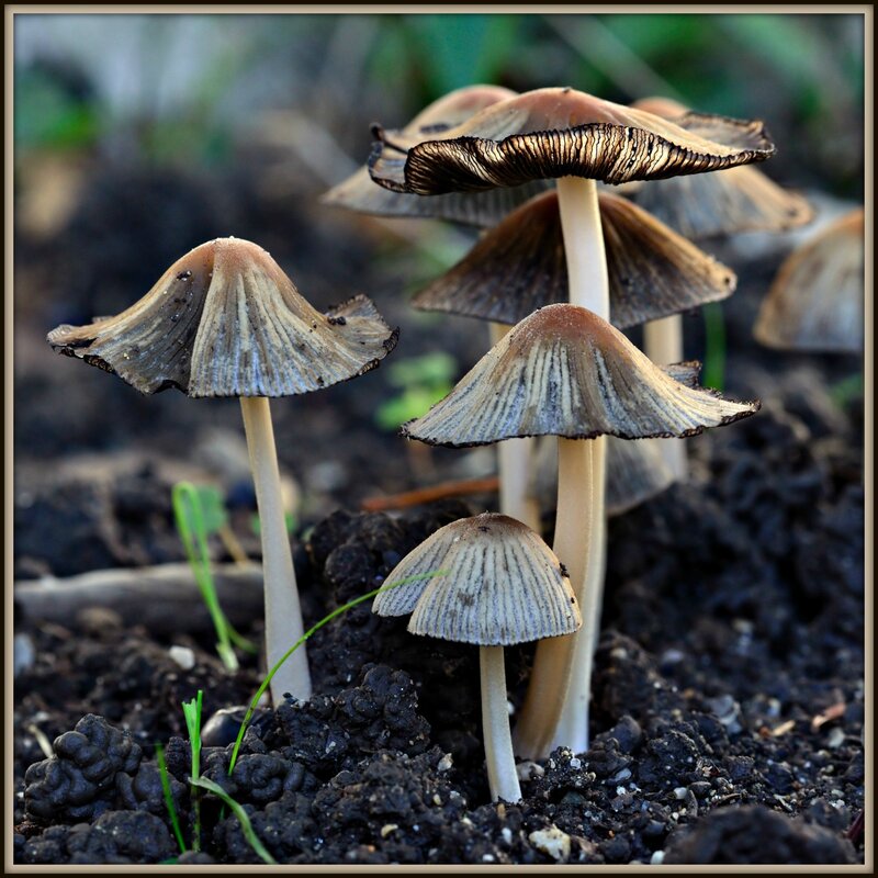 mushrooms in the soil