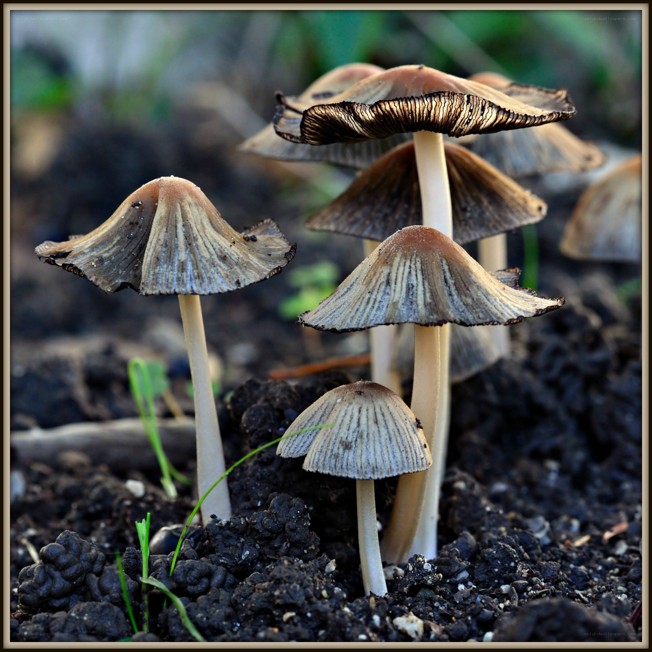 mushrooms in the soil