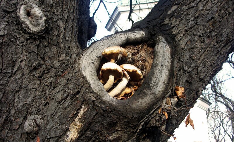 Mushrooms in Tree Hollow