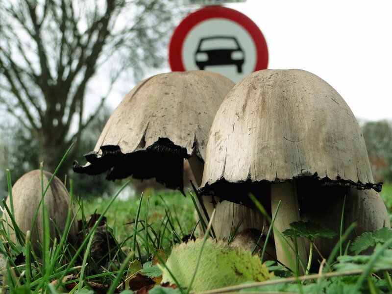 mushrooms near a road sign