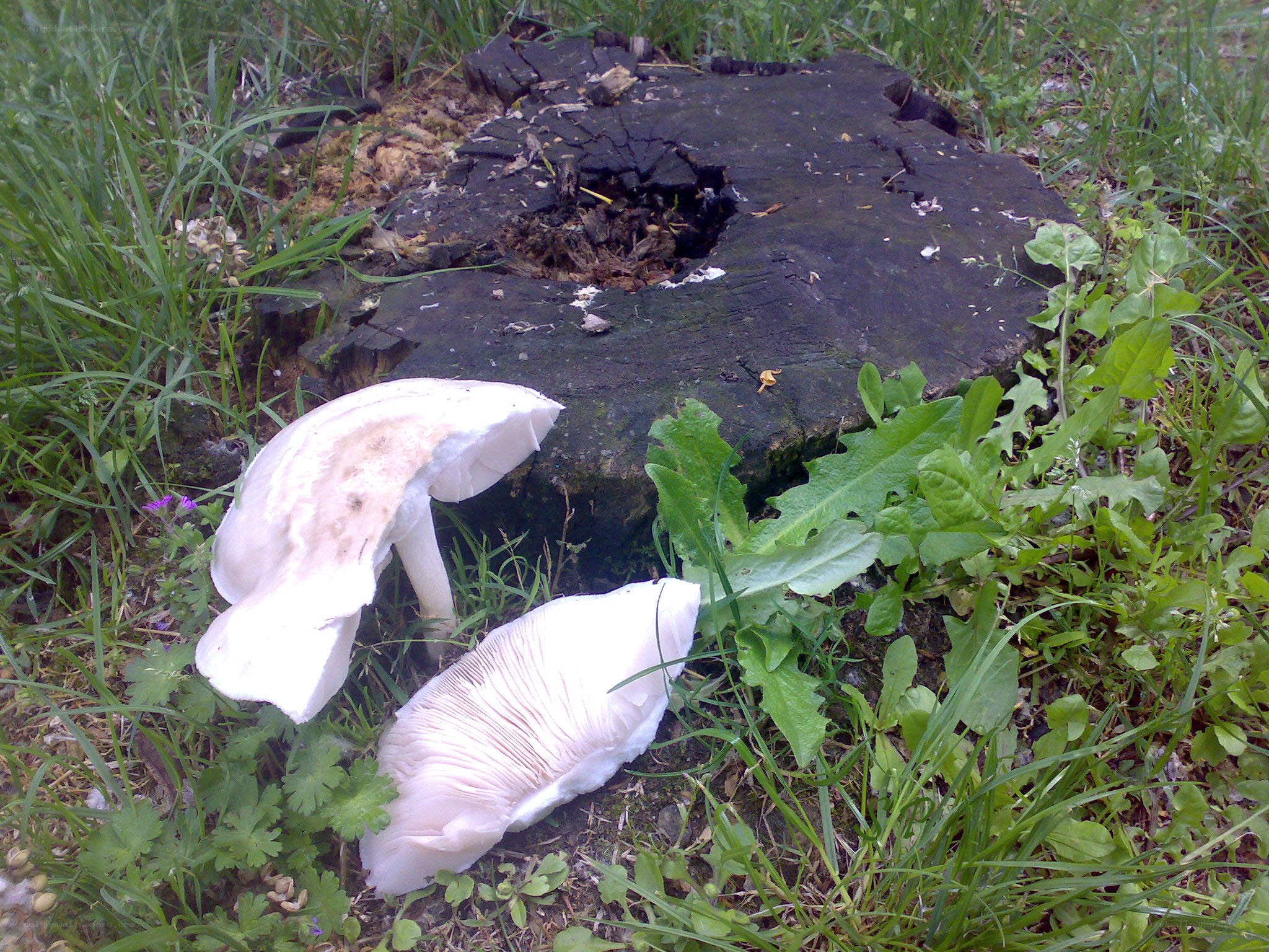 Mushrooms near a tree stump