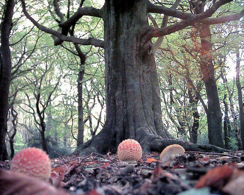 Mushrooms Near Tree